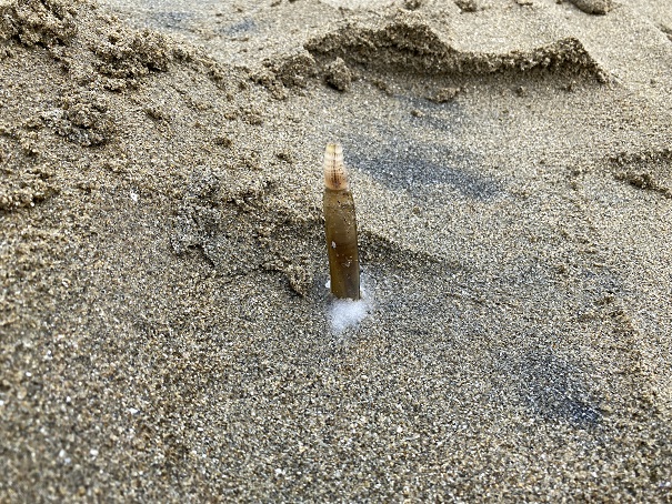 香川県のおすすめマテ貝潮干狩りスポット