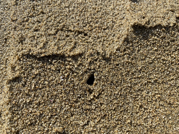 有明浜海水浴場マテ貝の穴