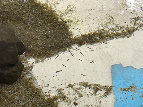 新屋島水族館　ひょうたん型水槽の魚