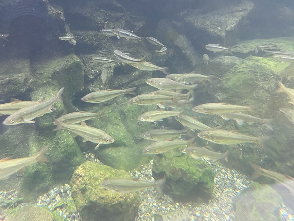 新屋島水族館　淡水魚