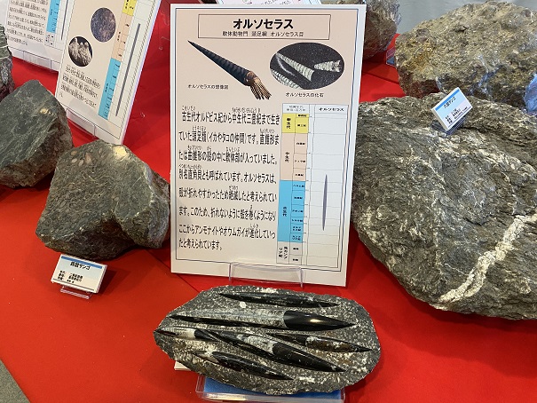 オルソセラスの化石