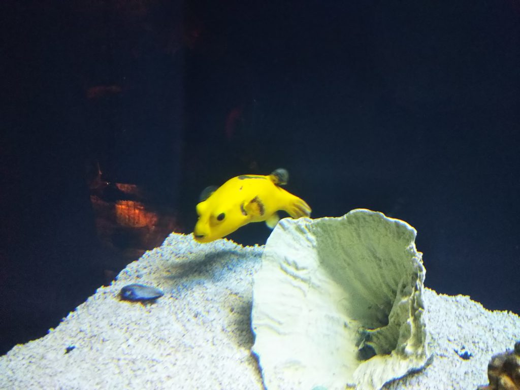 黄色い変な魚