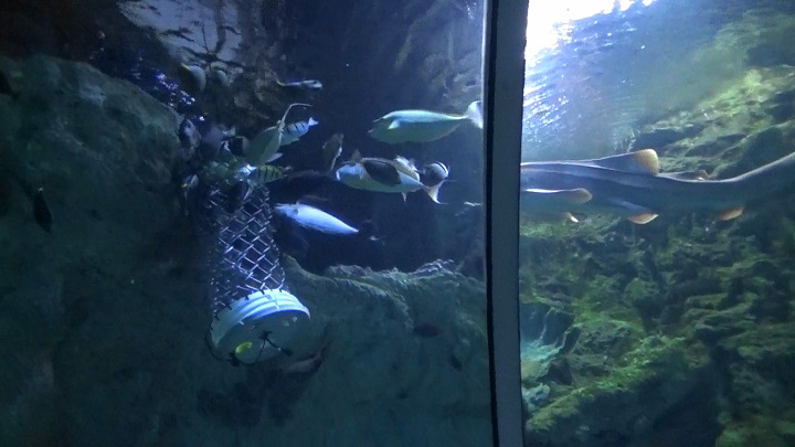魚たちに餌をやっている場所