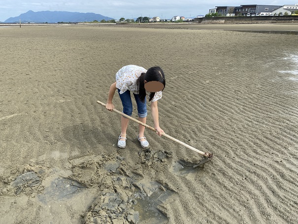 鍬で砂浜を削りマテ貝を取る