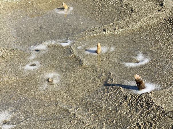 一の宮海岸マテ貝がたくさん