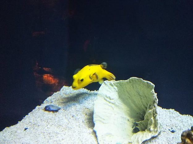 グアムの水族館黄色い魚