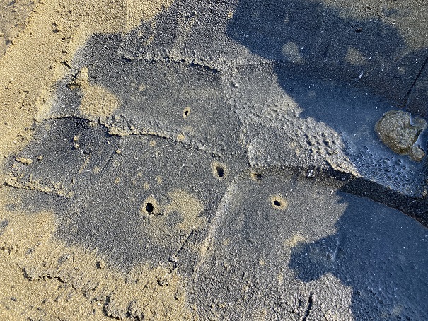 マテ貝の穴仁尾海岸