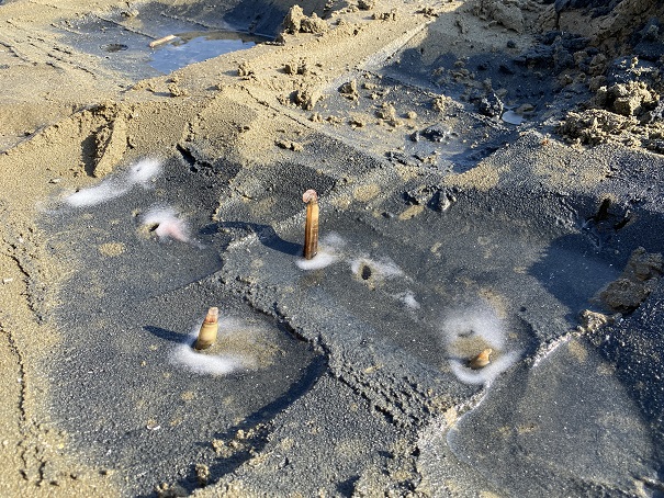マテ貝が穴から出てくる仁尾海岸