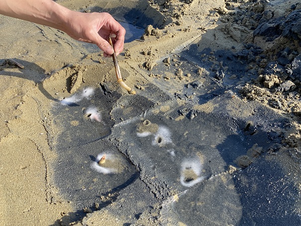 マテ貝を引き抜く仁尾海岸