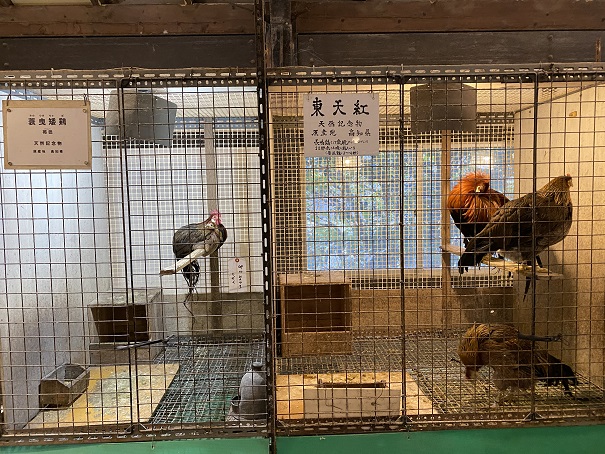 珍鳥センター展示