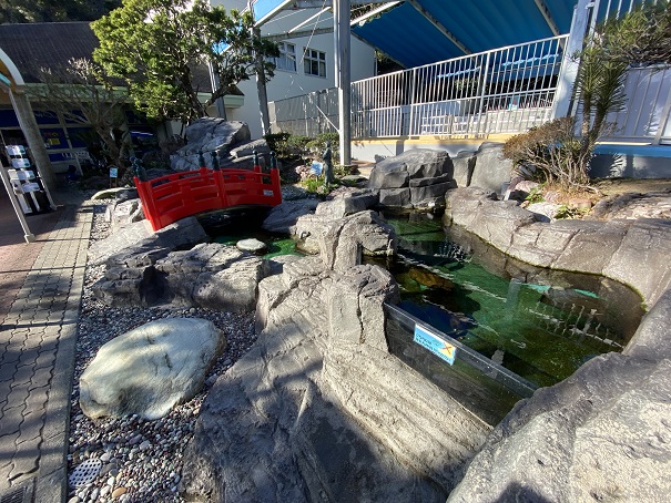 桂浜水族館　おらんくの池