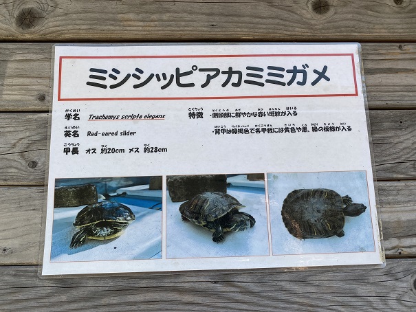桂浜水族館　ミシシッピアカミミガメ説明