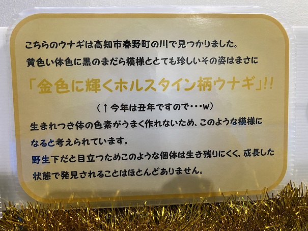 桂浜水族館　黄金の放るスタイン柄ウナギ説明