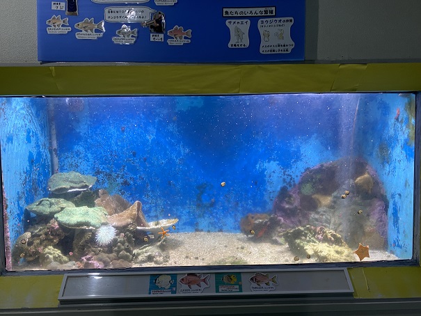 桂浜水族館　口の中で育てる魚たち