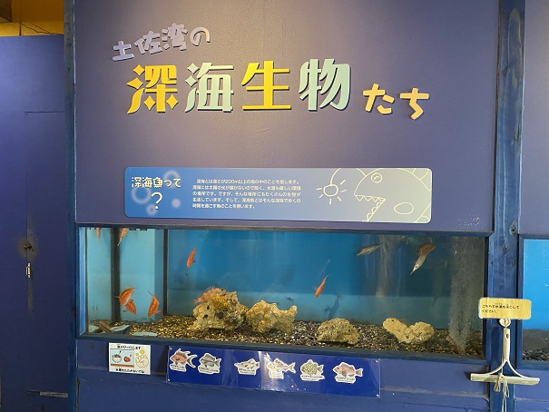 桂浜水族館　深海魚