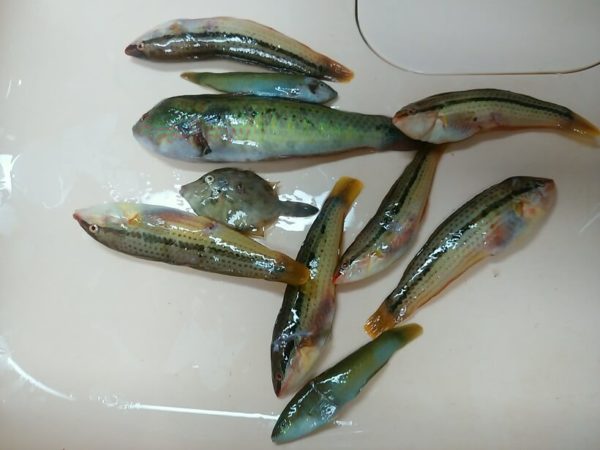 三豊市仁老浜海水浴場で突いた魚