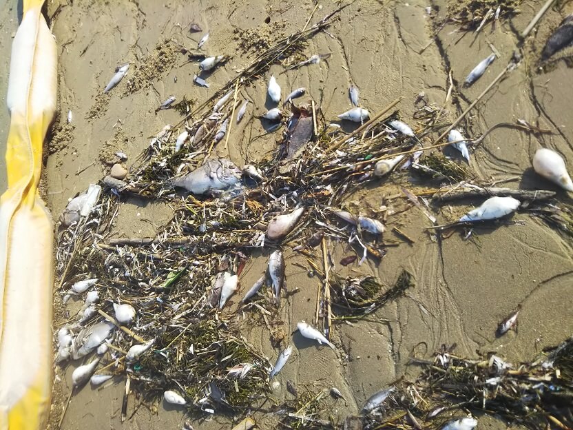 赤潮で死んだフグなど大量の魚