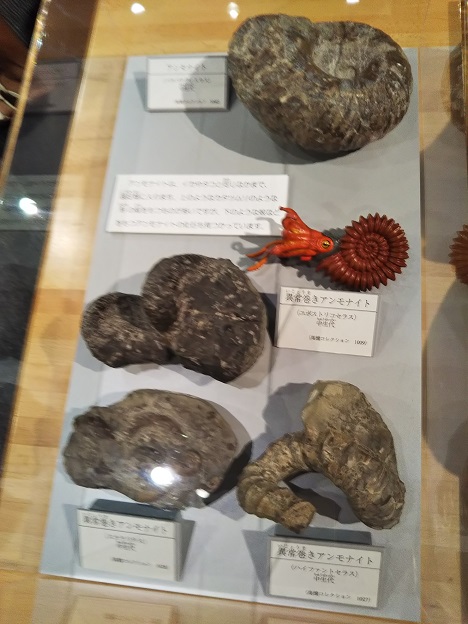 ミライエ　化石