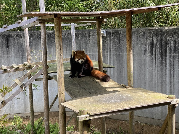とくしま動物園　レッサーパンダ