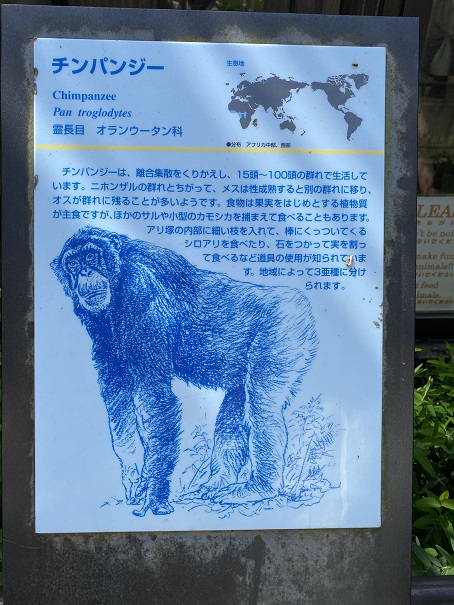 とくしま動物園　チンパンジー説明