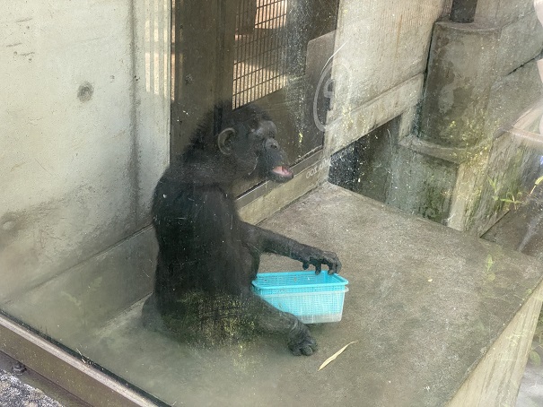 とくしま動物園　チンパンジー