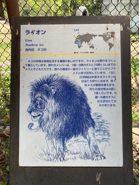 とくしま動物園　ライオン説明