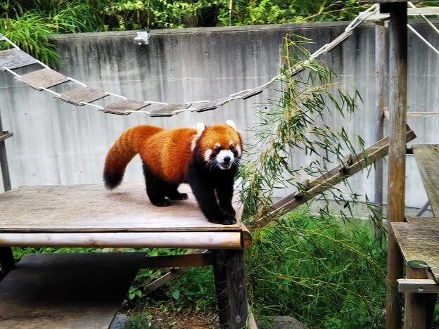 とくしま動物園レッサーパンダ