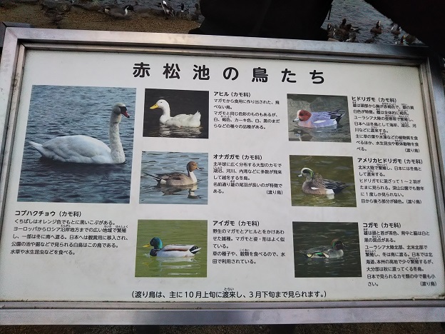 みやま公園　赤松池の鳥