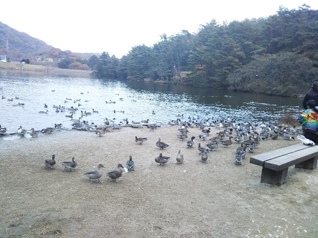 みやま公園　赤松池1