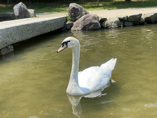 みやま公園　赤松池　白鳥