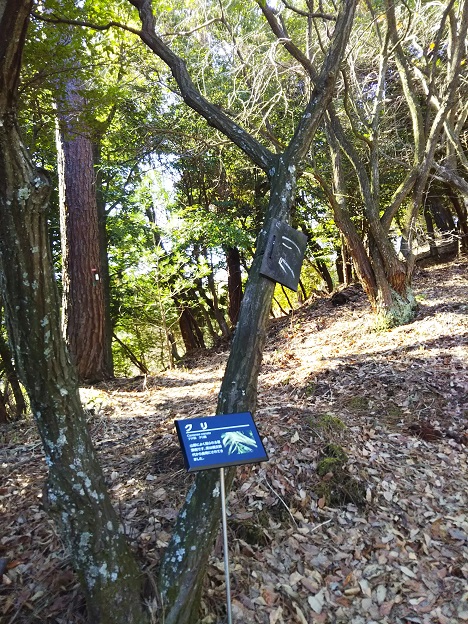 えひめ森林公園　栗の木