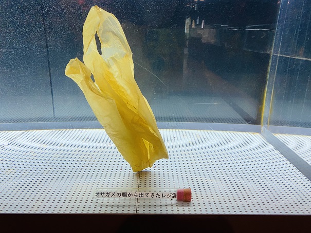 むろと廃校水族館　オサガメの腸から出たレジ袋