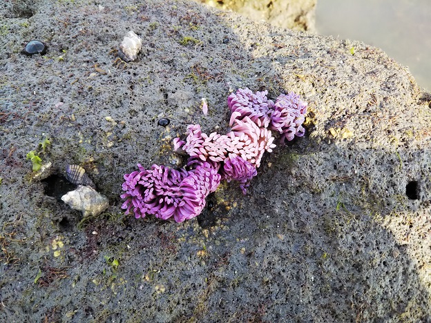 三郎島で紫色の生物