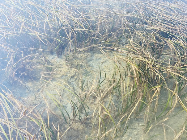 紋甲イカがいる藻場