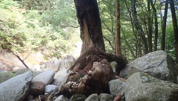 岩の上で成長した木