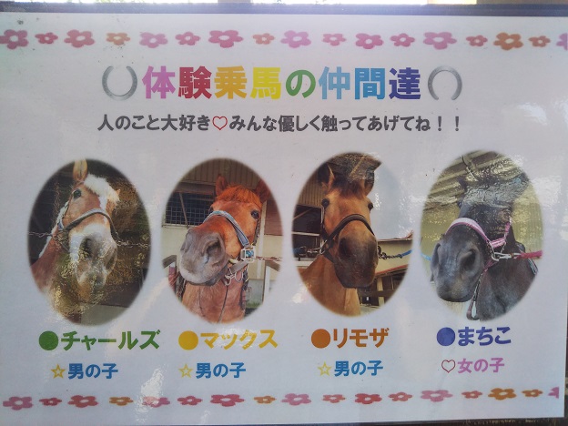 蒜山ホースパーク　乗馬体験の馬
