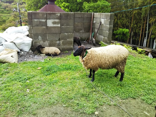 渋川動物公園　羊