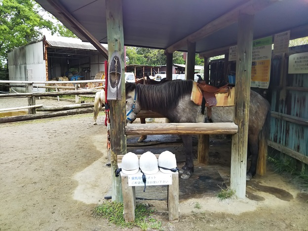 渋川動物公園　乗馬