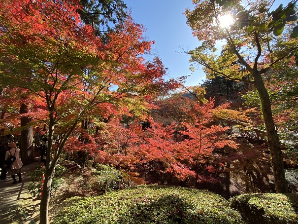 大窪寺緑の葉と赤の紅葉