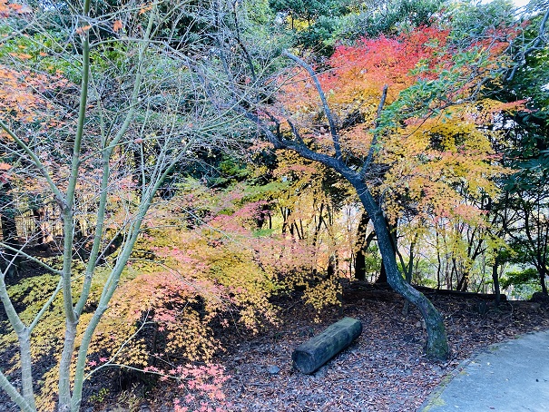 えひめ森林公園秋の紅葉