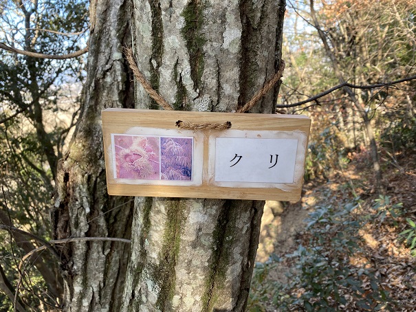 高知県立月見山こどもの森栗の木