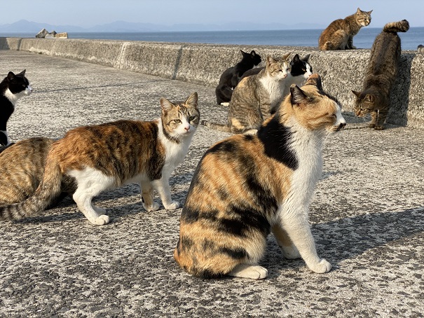 佐柳島　長崎港海沿いの猫