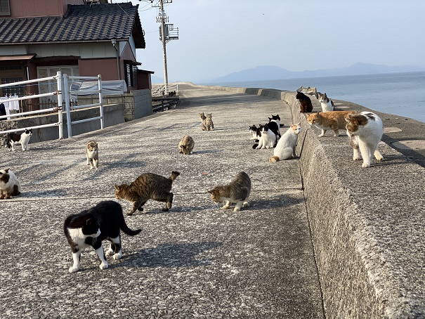 佐柳島　長崎港たくさんのネコ