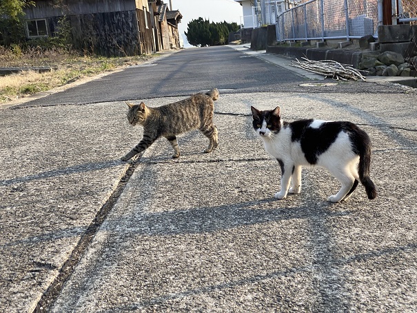 佐柳島道路であった猫