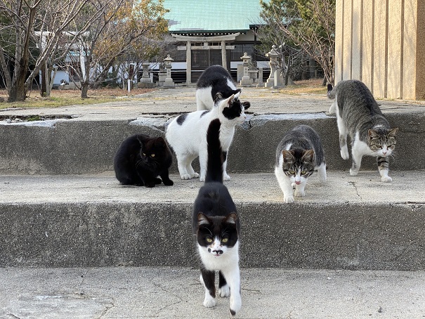 佐柳島　八幡神社の猫