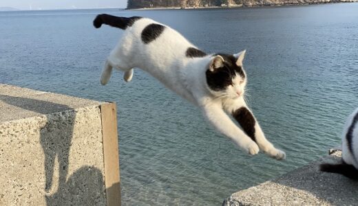 猫島 佐柳島 たくさんのネコに出会える楽園を観光 多度津町