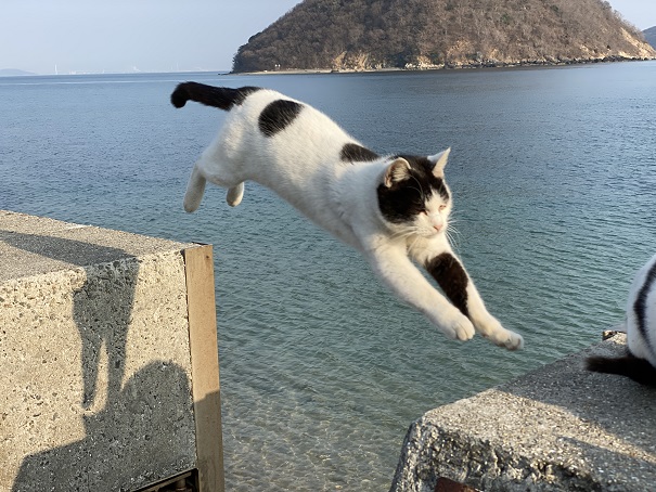 佐柳島　飛び猫