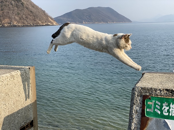 佐柳島　飛び猫の撮り方