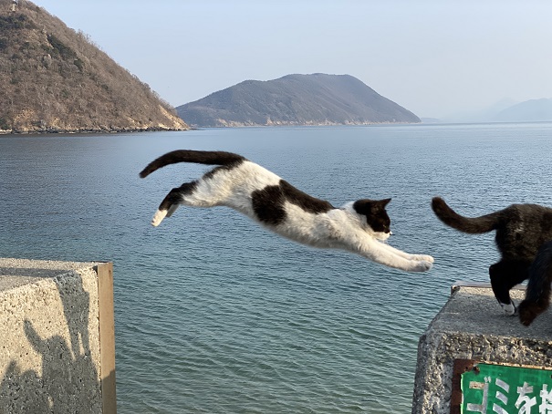 佐柳島　とてものびた飛び猫