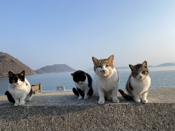 佐柳島　防波堤に並んだ猫